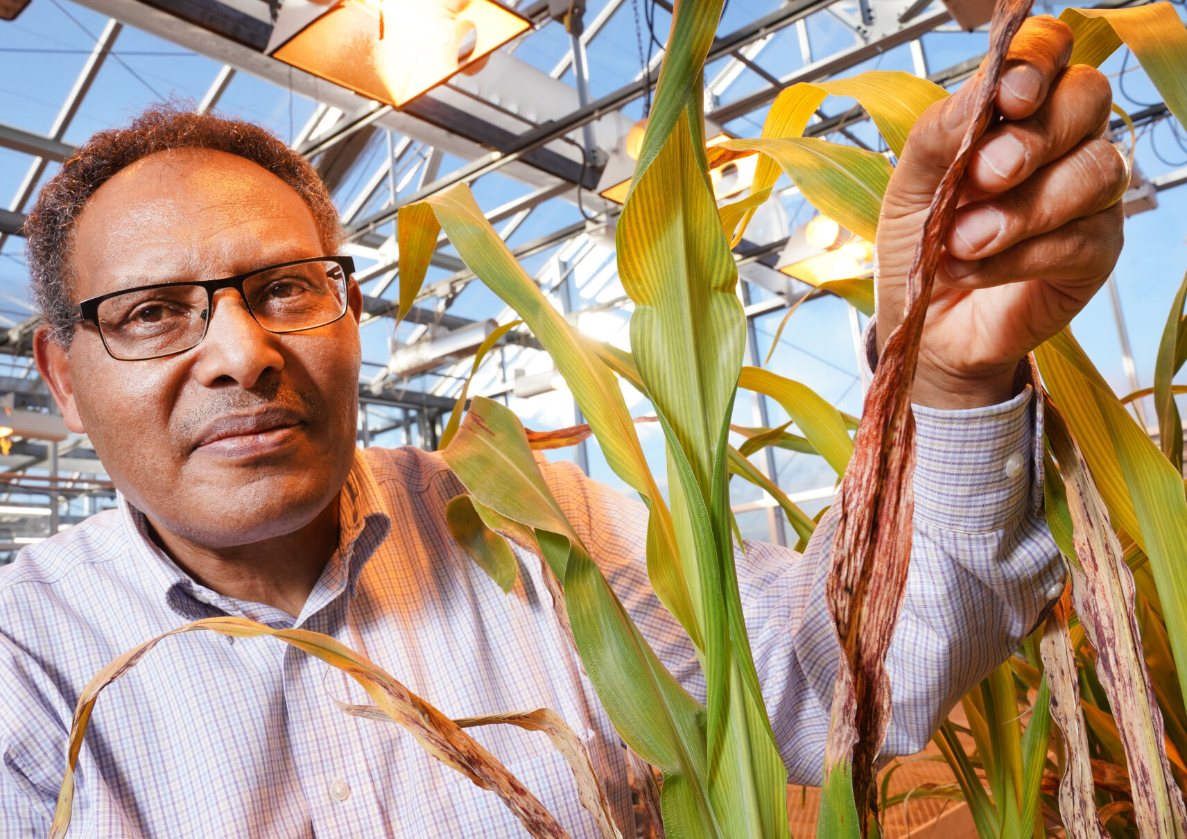 Sorghum study (3).jpg